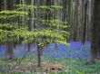 Hallerbos-5085.jpg